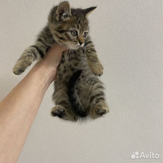 Котенок