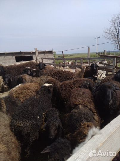 Овцы бараны ягнята
