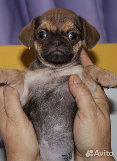 Брабансоны шоко соболь