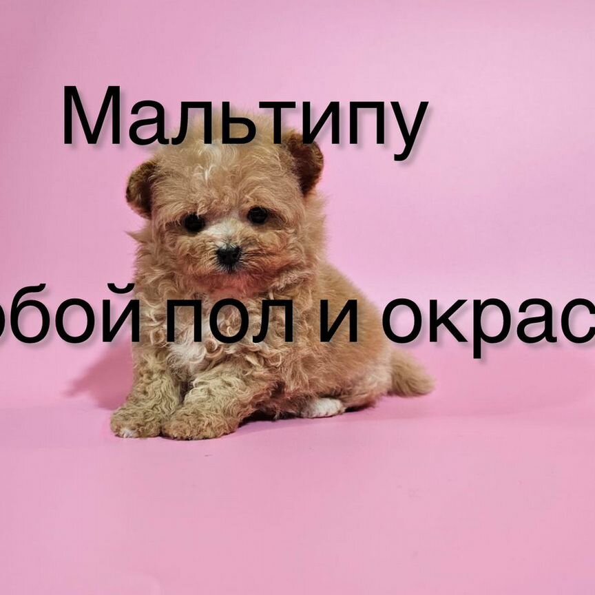 Щенки мальтипу