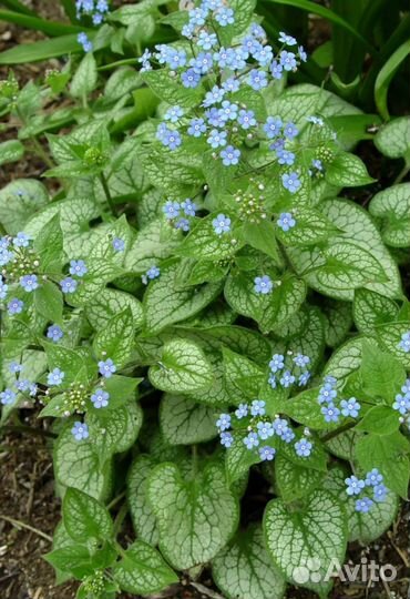 Брунера Джек Фрост