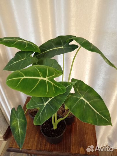 Алоказия мишольца