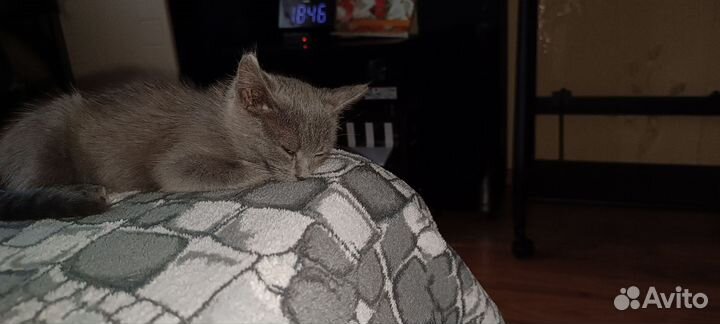 Отдам кошечку в хорошие руки