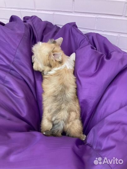 Золотой йорк с синими глазами мальчик