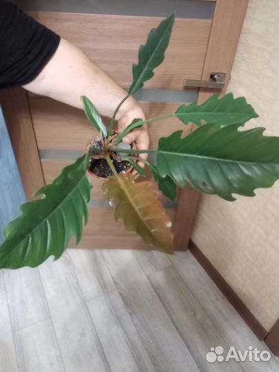 Папоротник Bisseratoo, Филодендрон Карамель Марбл