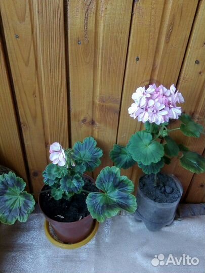 Герань (пеларгония) розовая Оccold Laggun