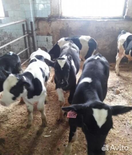 Телята бычки на откорма