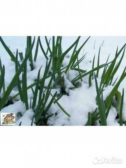 Шагающий лук