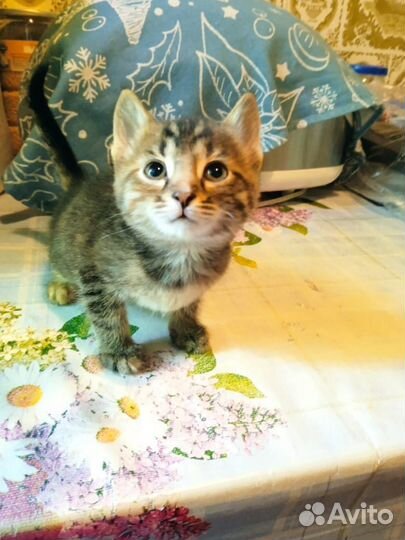 Маленький котенок девочка в добрые руки