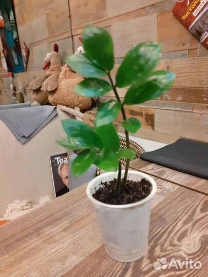 Замиокулькас