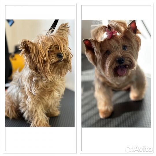 Стрижка собак, вычес собак и кошек, груминг