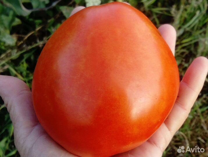 Семена томатов