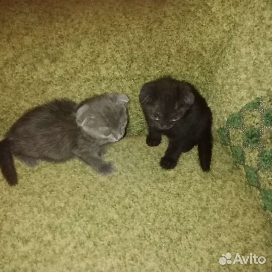 Котята