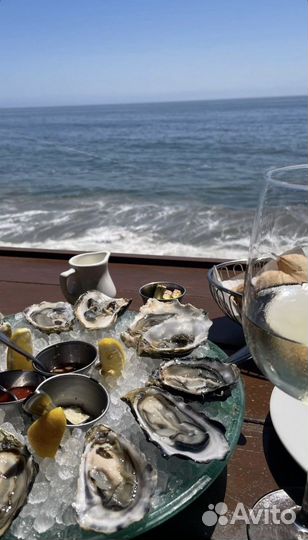 Устрица оптом