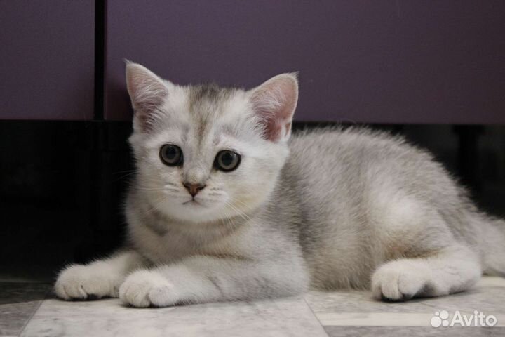 Шотландские котята