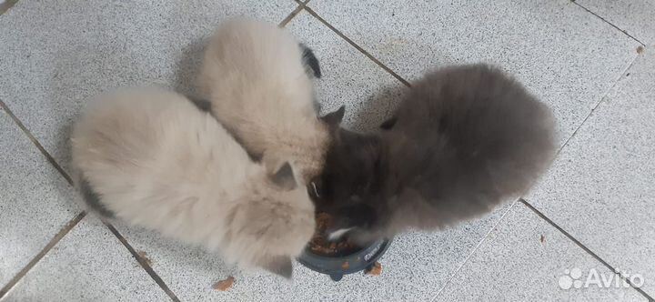 Котята шатландские прямоухие