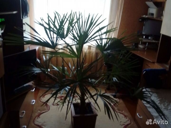 Пальма веерная Ливистона