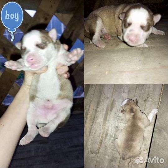 Щенки сибирской хаски