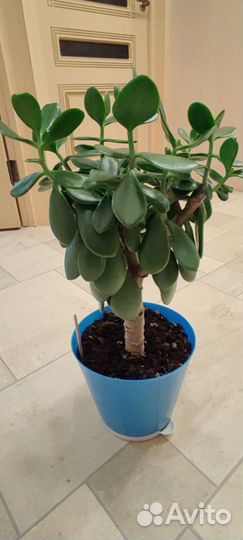 Толстянка Денежное дерево