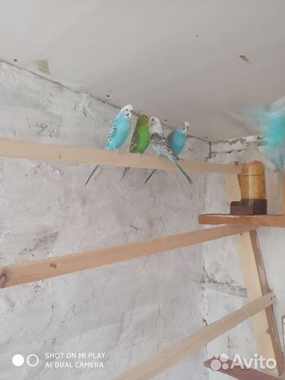 Волнистый попугай самка