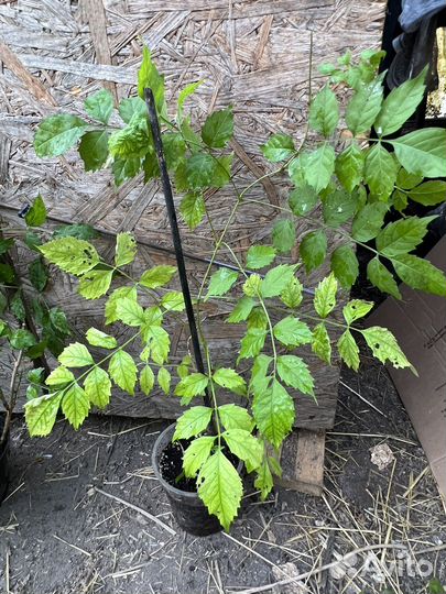 Саженцы кампсиса