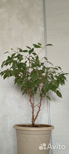 Фикус бенджамина