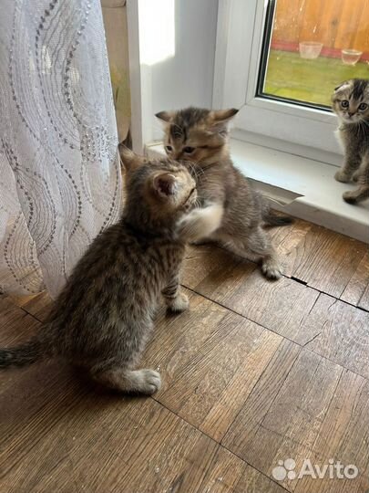Продам шотландских котят