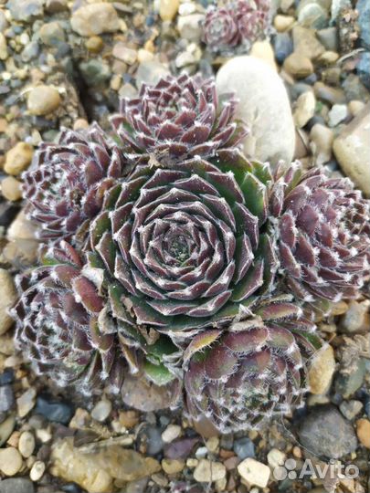 Молодило каменная роза