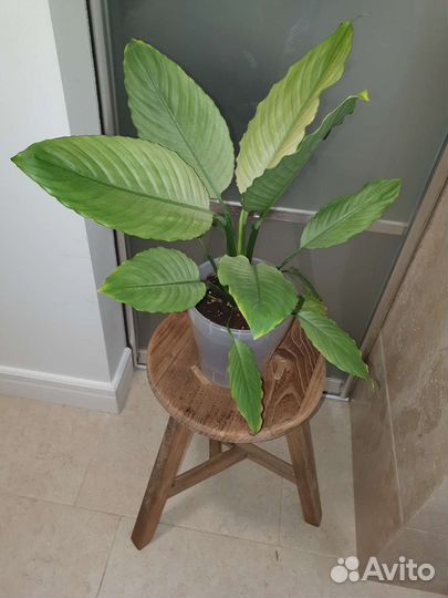 Спатифиллум гофра