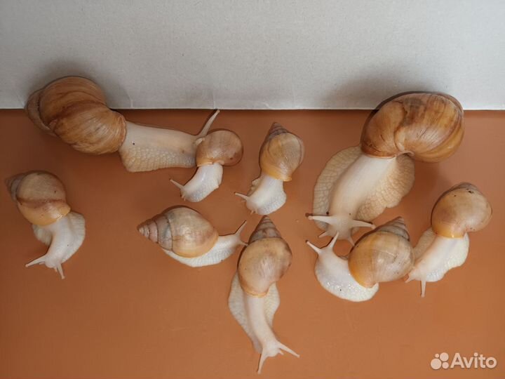 Улитки ахатины