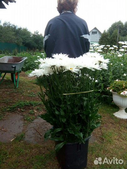 Ромашки в срезке