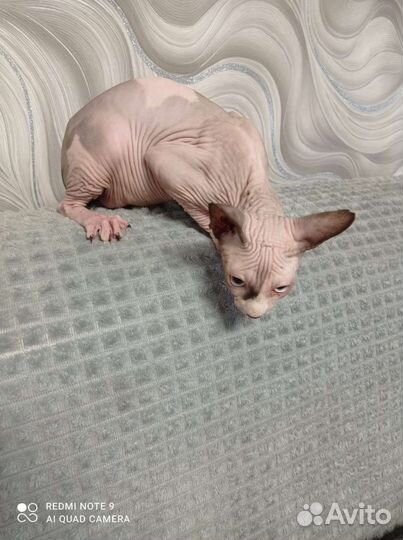 Канадский сфинкс