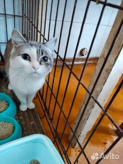 Кошка