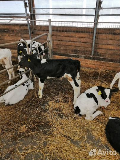 Бычки телята от 1мес