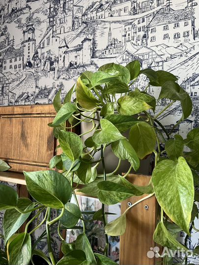 Сциндапсус