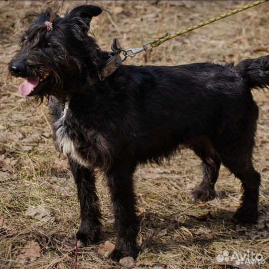 Золушка ищит дом