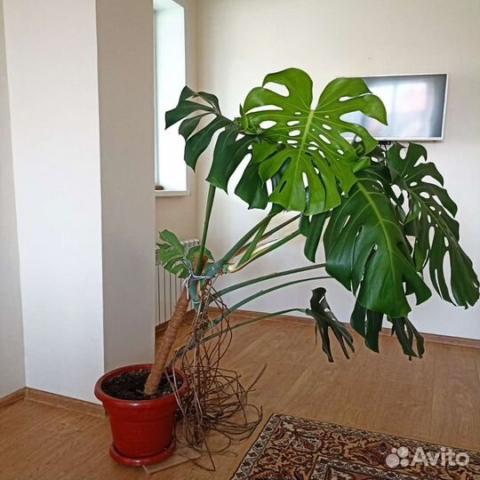 Большие напольные цветы для офисов