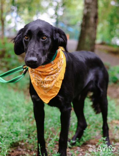 Собака в добрые руки