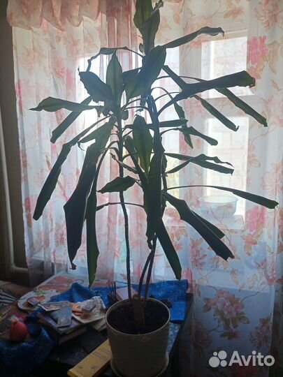 Комнатные цветы пальма