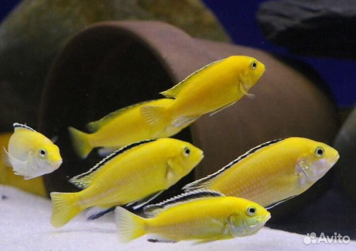 Аквариумные рыбы. Мальки еллоу