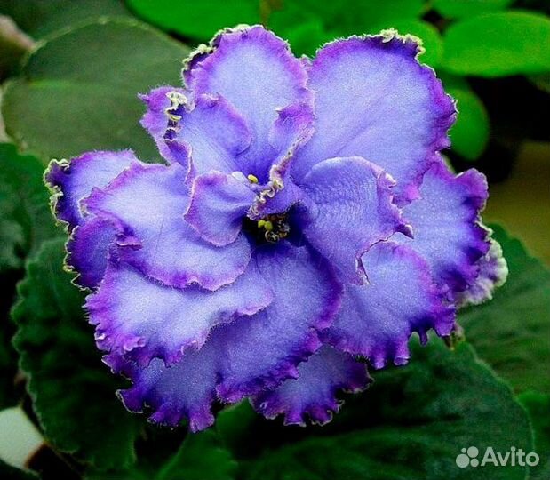 Сортовые фиалки