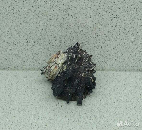 Ангария 6 морская ракушка раковина