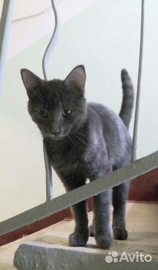 Найден Котёнок, 7 мес, метис Русская голубая