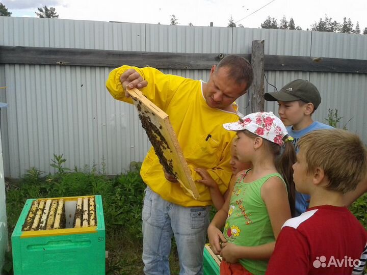 Пчелы. Пчелосемьи