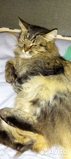 Стерилизованная кошка ищет дом