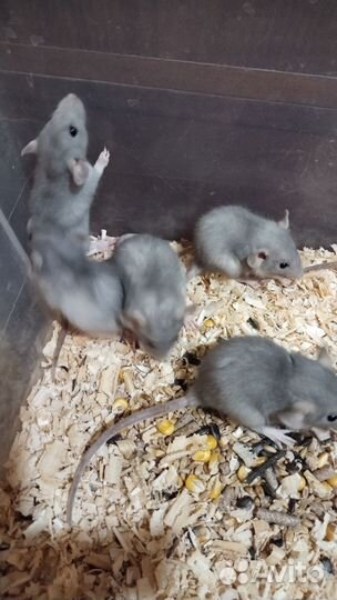 Крысы дамбо голубые