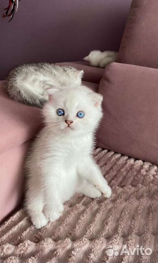 Серебристая шиншилла колор-поинт