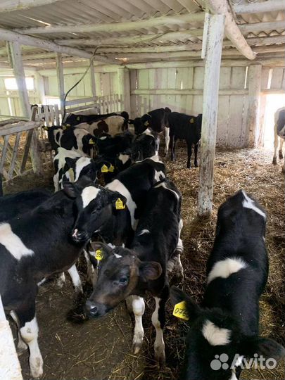 Телята на откорм, бычки