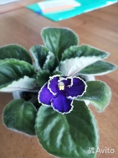 Фиалка Прекрасная креолка