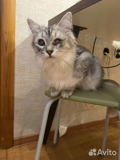 Кошка в добрые ручки